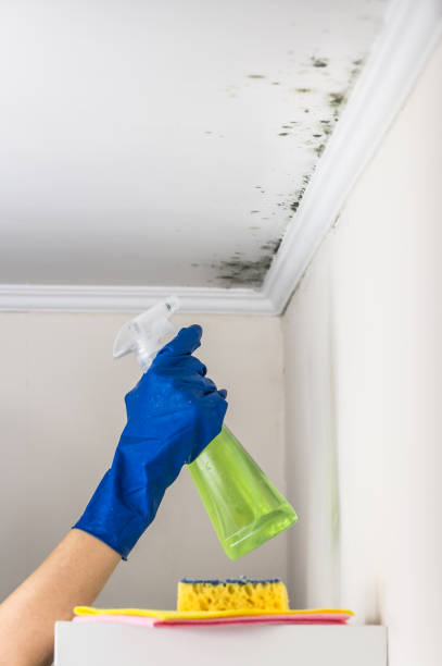 Best Residential Mold Inspection & Testing  in Luray, VA